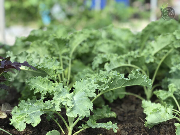 Kale คะน้าใบหยิก "ราชินีแห่งสีเขียว" ปลูกออร์แกนนิกในโรงเรือนปิด 0.5kg - Image 6