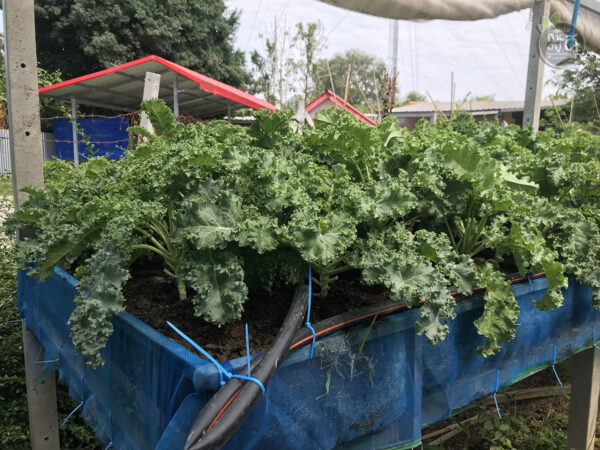Kale คะน้าใบหยิก "ราชินีแห่งสีเขียว" ปลูกออร์แกนนิกในโรงเรือนปิด 0.5kg - Image 7