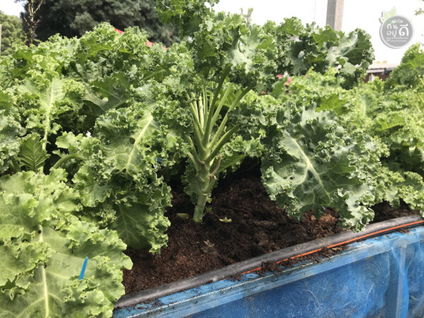 Kale คะน้าใบหยิก "ราชินีแห่งสีเขียว" ปลูกออร์แกนนิกในโรงเรือนปิด 0.5kg - Image 8