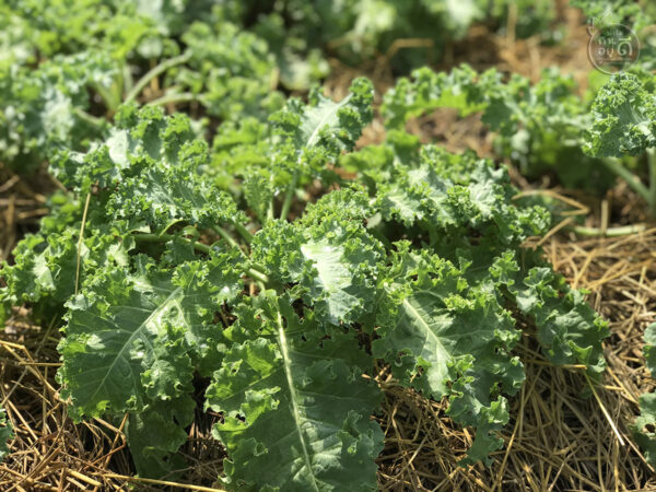 Kale คะน้าใบหยิก "ราชินีแห่งสีเขียว" ปลูกออร์แกนนิกในโรงเรือนปิด 0.5kg - Image 3