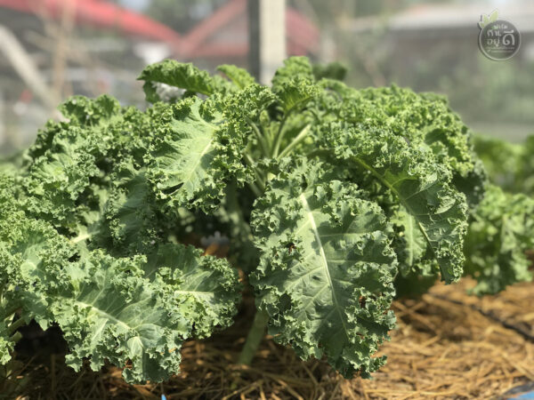 Kale คะน้าใบหยิก "ราชินีแห่งสีเขียว" ปลูกออร์แกนนิกในโรงเรือนปิด 0.5kg - Image 4