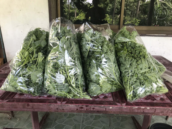 Kale คะน้าใบหยิก "ราชินีแห่งสีเขียว" ปลูกออร์แกนนิกในโรงเรือนปิด 0.5kg - Image 9